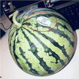 版纳网红吃瓜,揭秘热带风情下的美食诱惑